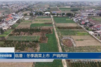 临澧：冬季蔬菜上市 产销两旺