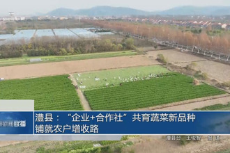 澧县：“企业+合作社”共育蔬菜新品种 铺就农户增收路