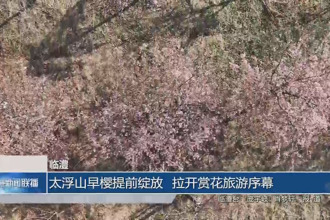 临澧：太浮山早樱提前绽放 拉开赏花旅游序幕
