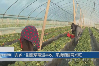 安乡：甜蜜草莓迎丰收 采摘销售两兴旺