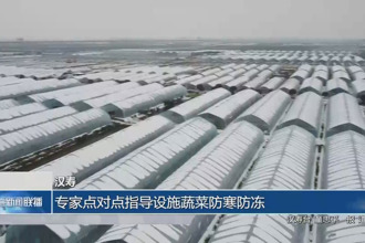 汉寿：专家点对点指导设施蔬菜防寒防冻