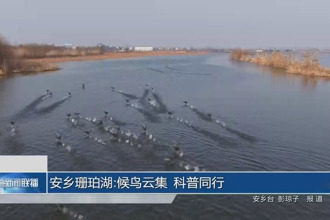 安乡珊珀湖：候鸟云集 科普同行