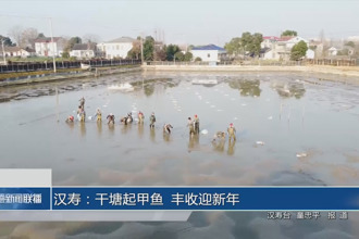 汉寿：干塘起甲鱼 丰收迎新年