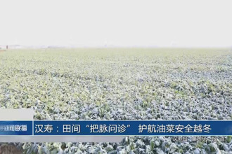 汉寿：田间“把脉问诊” 护航油菜安全越冬
