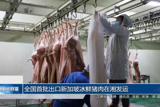 全国首批出口新加坡冰鲜猪肉在湘发运