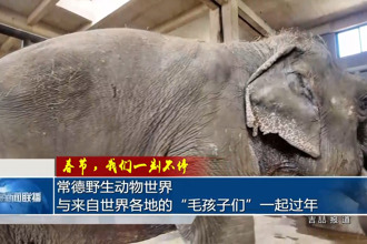 常德野生动物世界：与来自世界各地的“毛孩子们”一起过年