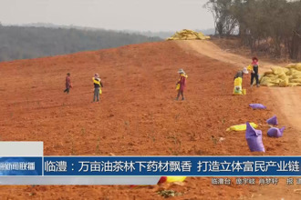 临澧：万亩油茶林下药材飘香 打造立体富民产业链