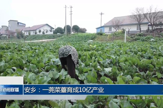 安乡：一蔸菜薹育成10亿产业