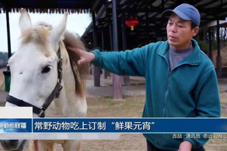 常野动物吃上订制“鲜果元宵”