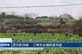 津市新洲镇： 订单农业铺就富民路