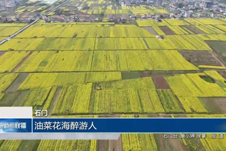 石门：油菜花海醉游人