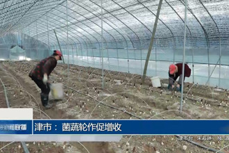 津市： 菌蔬轮作促增收