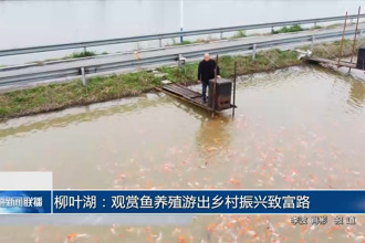 柳叶湖：观赏鱼养殖游出乡村振兴致富路