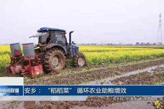 安乡： “稻稻菜” 循环农业助粮增效