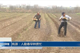 桃源：人勤春早种蔗忙