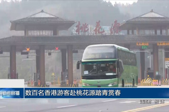 数百名香港游客赴桃花源踏青赏春