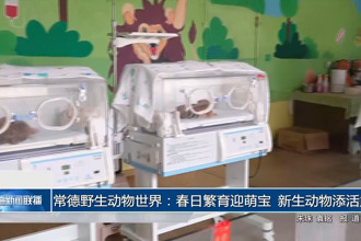 常德野生动物世界：春日繁育迎萌宝 新生动物添活力