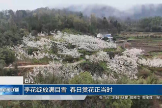 石门：李花绽放满目雪 春日赏花正当时