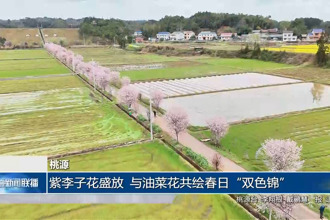 桃源：紫李子花盛放 与油菜花共绘春日“双色锦”