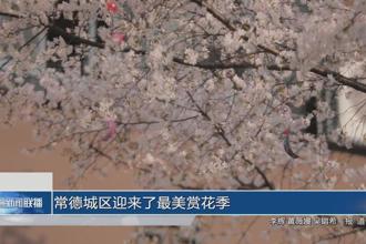 常德城区迎来了最美赏花季