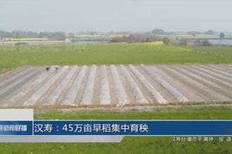 汉寿：45万亩早稻集中育秧