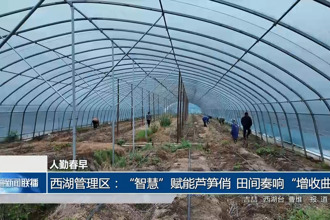 西湖管理区：“智慧”赋能芦笋俏 田间奏响“增收曲”