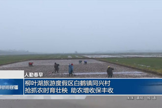 柳叶湖旅游度假区白鹤镇同兴村：抢抓农时育壮秧 助农增收保丰收