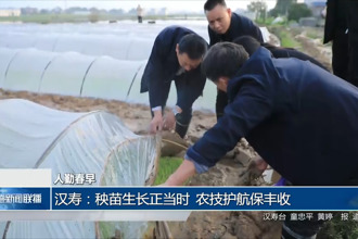 汉寿：秧苗生长正当时 农技护航保丰收