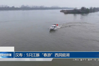 汉寿：5只江豚“春游”西洞庭湖