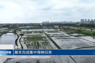 澧县：基本完成集中育秧任务