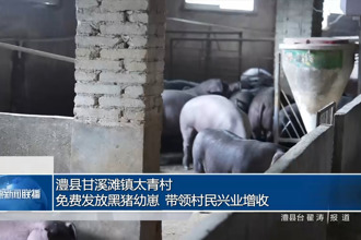 澧县甘溪滩镇太青村：免费发放黑猪幼崽 带领村民兴业增收