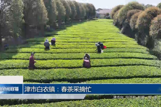津市白衣镇：春茶开采忙