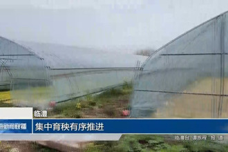 临澧：合口镇楠桥村集中育秧有序推进