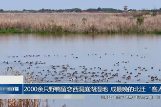 2000余只野鸭留恋西洞庭湖湿地 成最晚的北迁“客人”