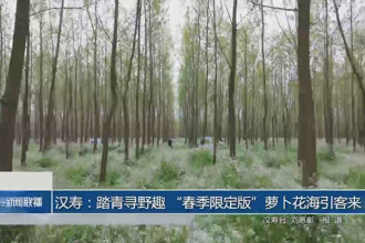 汉寿：踏青寻野趣 “春季限定版”萝卜花海引客来