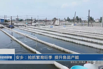 安乡：抢抓繁育旺季 提升鱼苗产能