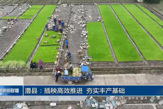 澧县：插秧高效推进 夯实丰产基础