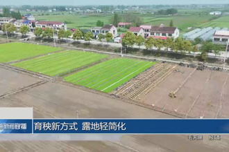 育秧新方式 露地轻简化