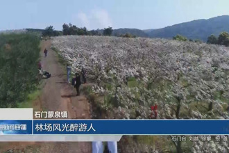 石门蒙泉镇：林场风光醉游人