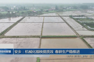 安乡：机械化插秧提质效 春耕生产稳推进