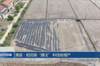 澧县：稻田施“膜法” 科技助增产