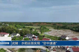 武陵：水稻运苗实现“空中速递”