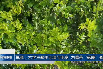 桃源：大学生牵手非遗与电商 为莓茶“破圈”拓路