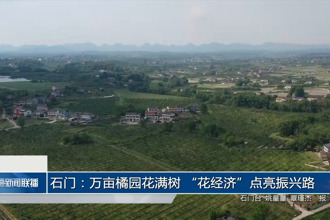 石门：万亩橘园花满树 “花经济”点亮振兴路