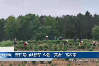 昔日荒山吐新芽 今朝“黄金”富农家