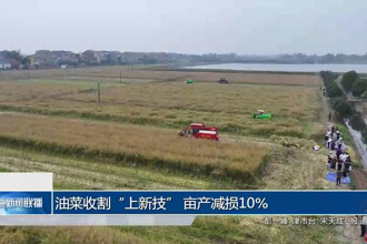 油菜收割“上新技” 亩产减损10%