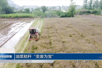 油菜秸秆“变废为宝”