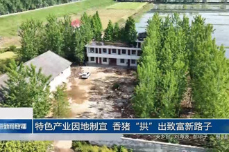 特色产业因地制宜 香猪“拱”出致富新路子