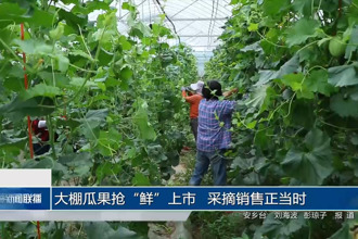 大棚瓜果抢“鲜”上市 采摘销售正当时