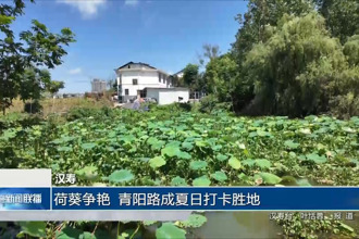 汉寿：荷葵争艳 青阳路成夏日打卡胜地